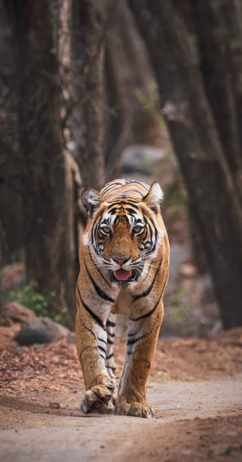ramgarh visdhari tiger reserve: a brand new tiger reserve of bundi rajasthan.